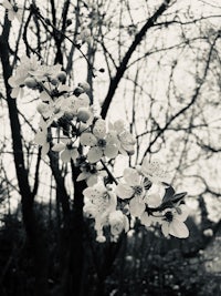a black and white photo of a tree with flowers
