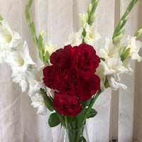 red and white carnations in a vase