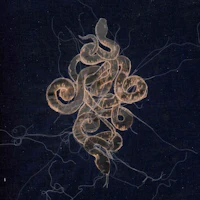 an image of a snake on a dark background
